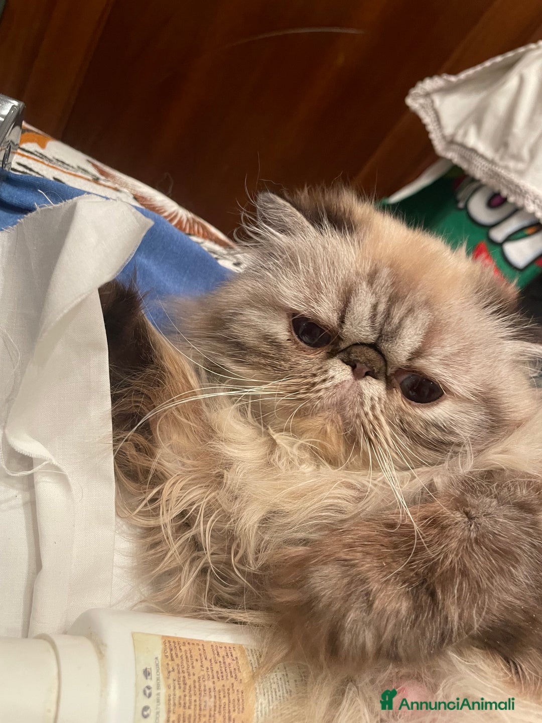 Persiano gatti in vendita: gatto persiano tabby point con pedigree Anfi - Annuncio 8