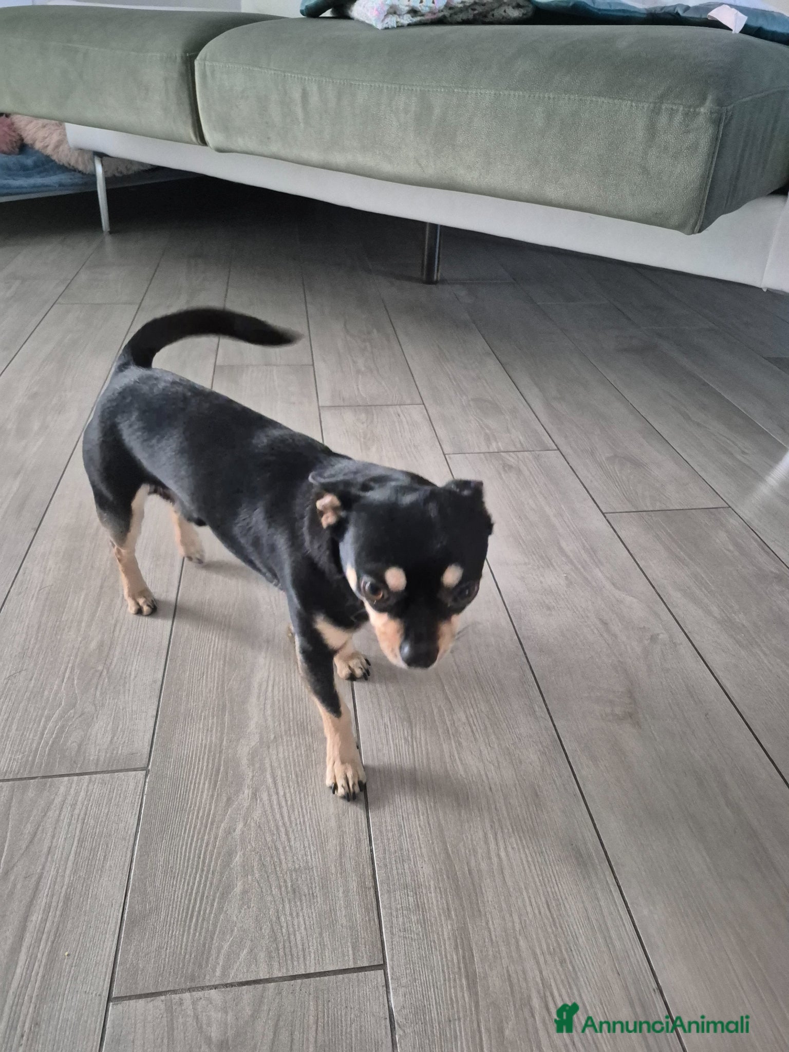 Chihuahua cani Cedo  - Annuncio 1