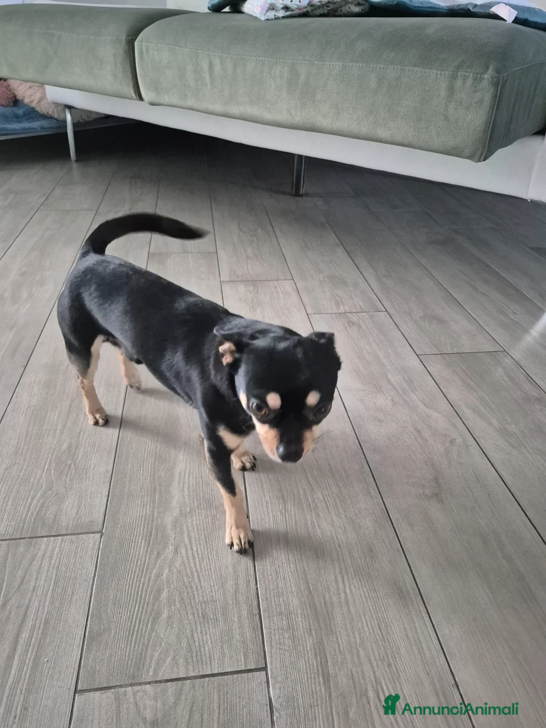 Chihuahua cani in regalo: Cedo  a Città metropolitana di Reggio Calabria - Annuncio 1