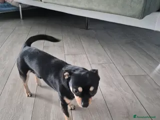 Chihuahua cani Cedo - Annuncio 5