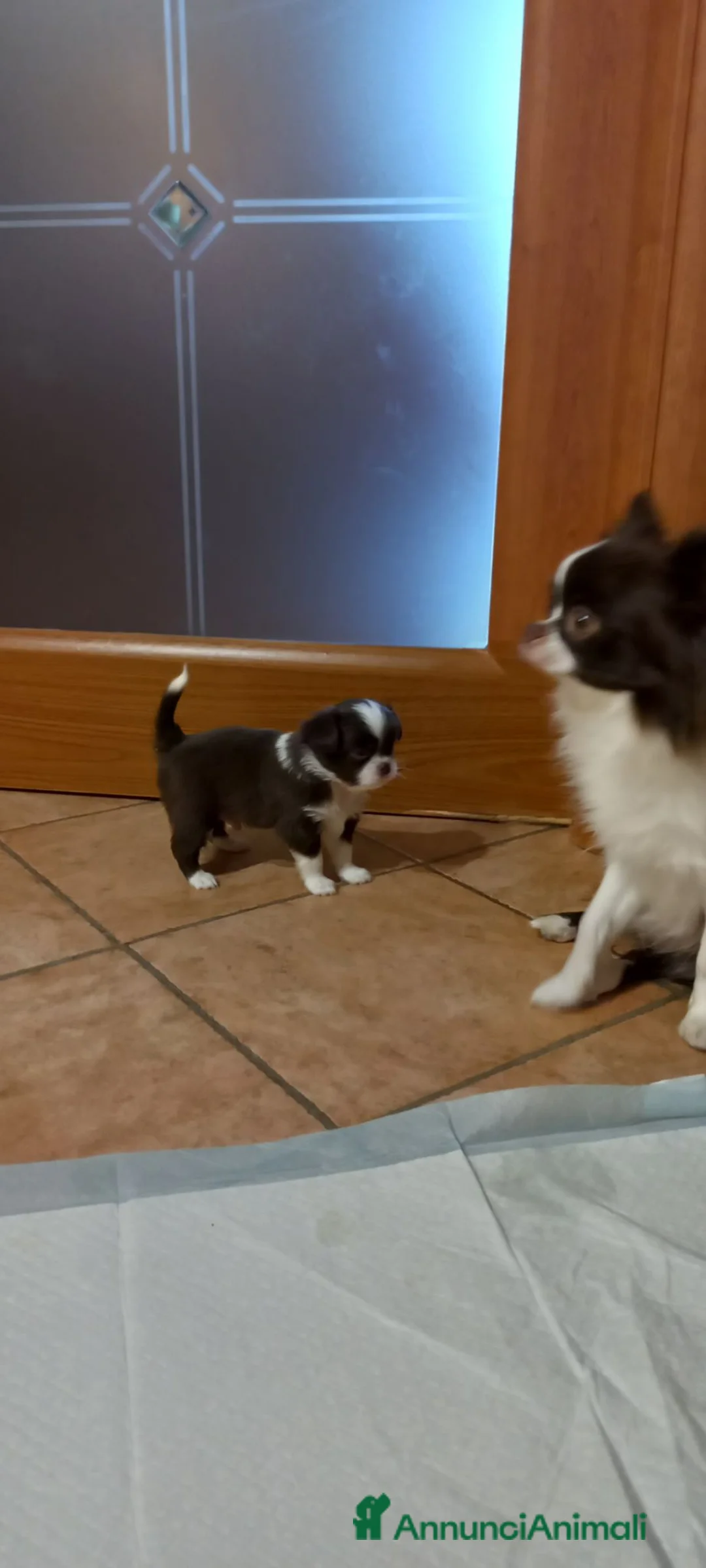 Chihuahua cani in vendita: Chihuahua a pelo lungo  - Annuncio 2