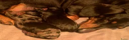 Bassotto cani in vendita: CUCCIOLI BASSOTTO NANO PELO CORTO - Annuncio 3