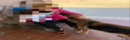 Pastore Tedesco cani in regalo: Fabia: equilibrata, socievole, affettuosa  - Annuncio 6