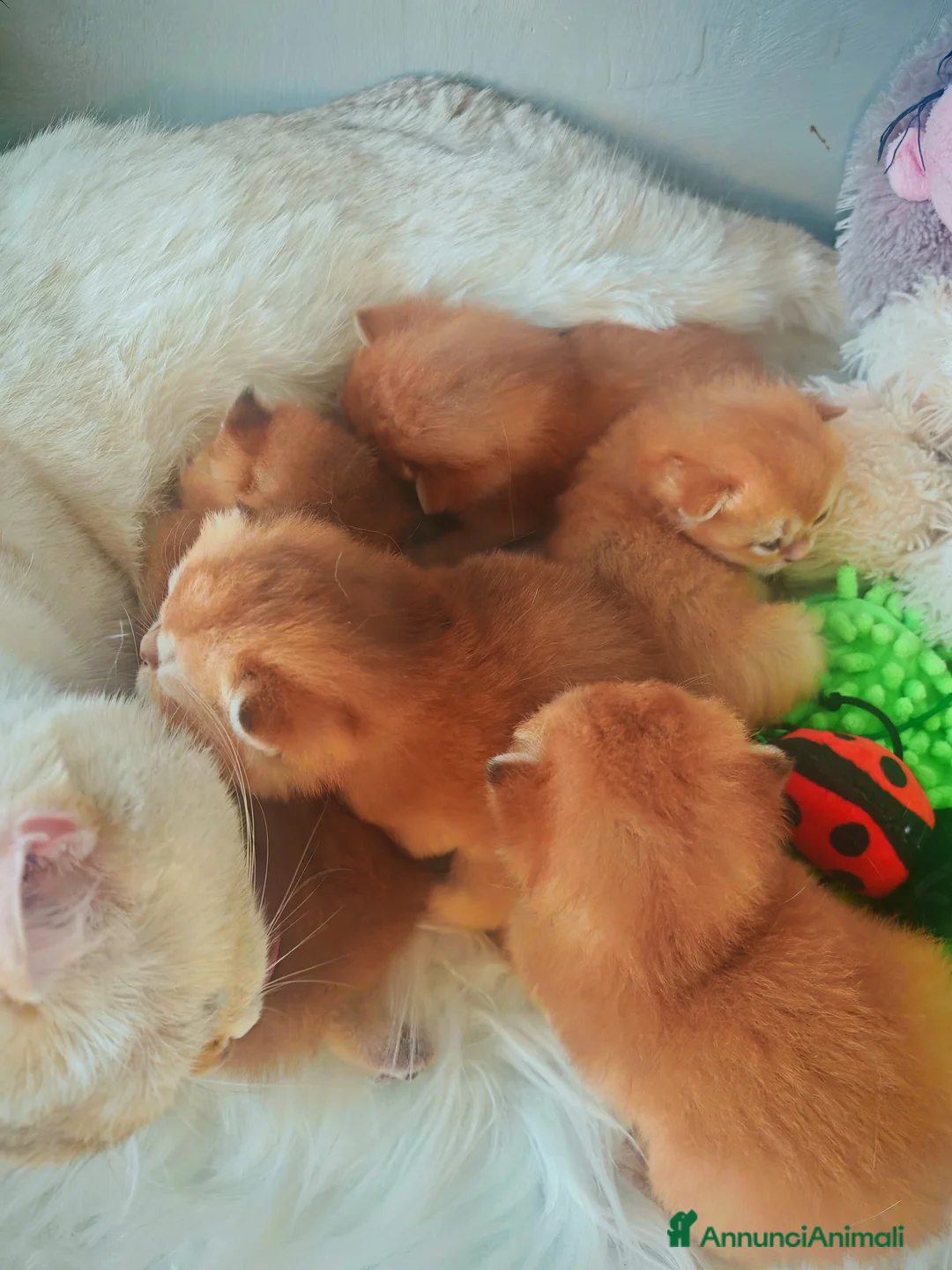 Scottish gatti in vendita: Cuccioli Scottish  - Annuncio 1