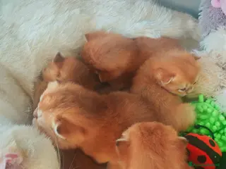 Scottish gatti Cuccioli Scottish - Annuncio 2