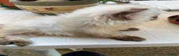 Persiano gatti in vendita: cucciola persiana color point himalaiana - Annuncio 23