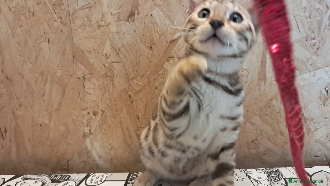 Bengala gatti in vendita: Bengala cucciolo snow a Provincia di Cremona - Annuncio 2
