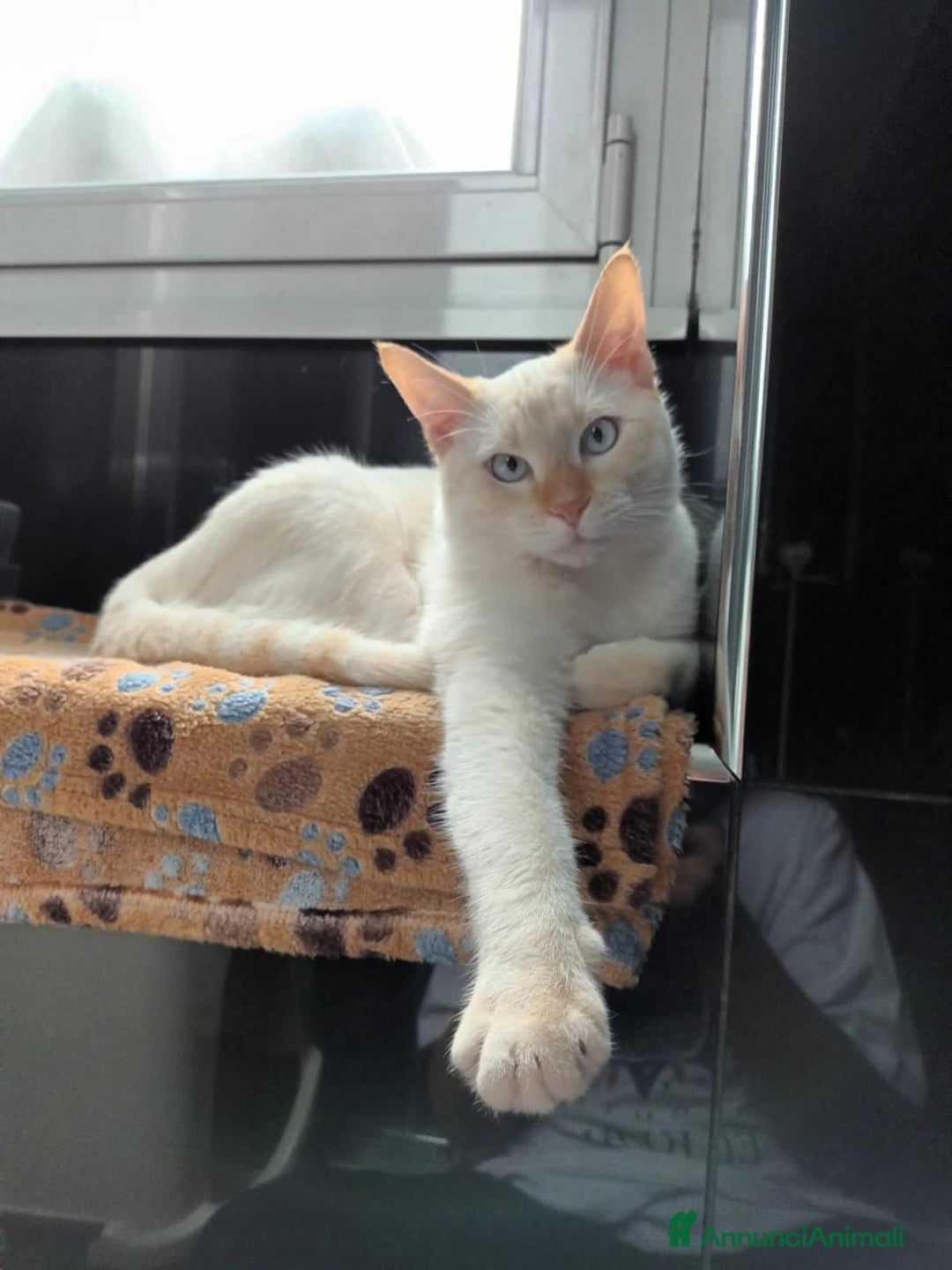 Siamese gatti in vendita: Gattini siamesi Red point  - Annuncio 2