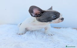 Bulldog Francese cani in vendita: Bulldog francese blu merle a Città Metropolitana di Genova - Immagine 5