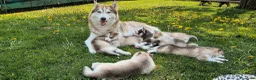 Husky cani in vendita: Cuccioli Siberian Husky  a Provincia di Bergamo - Annuncio 2