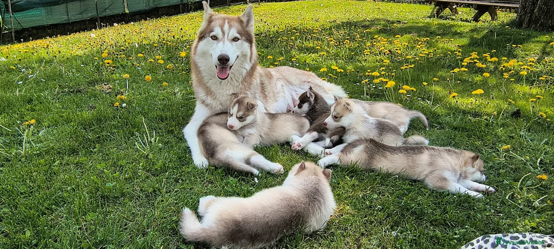 Husky cani in vendita: Cuccioli Siberian Husky  a Provincia di Bergamo - Annuncio 2