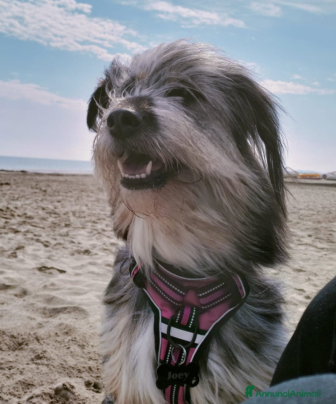 Meticcio cani in regalo: LA SPLENDIDA JOY - Annuncio 7