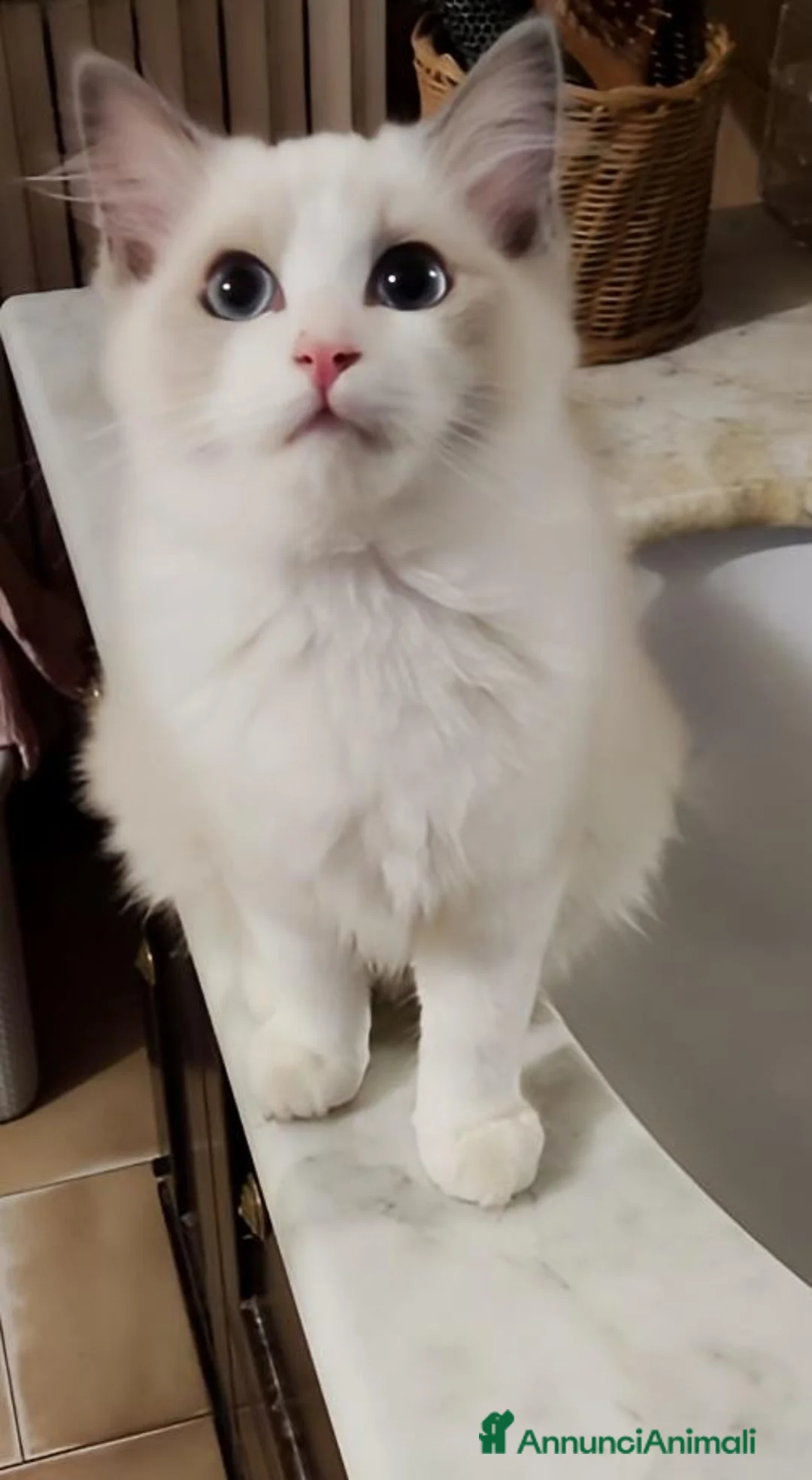 Ragdoll gatti in vendita: Ragdoll femmina bicolor  - Annuncio 2