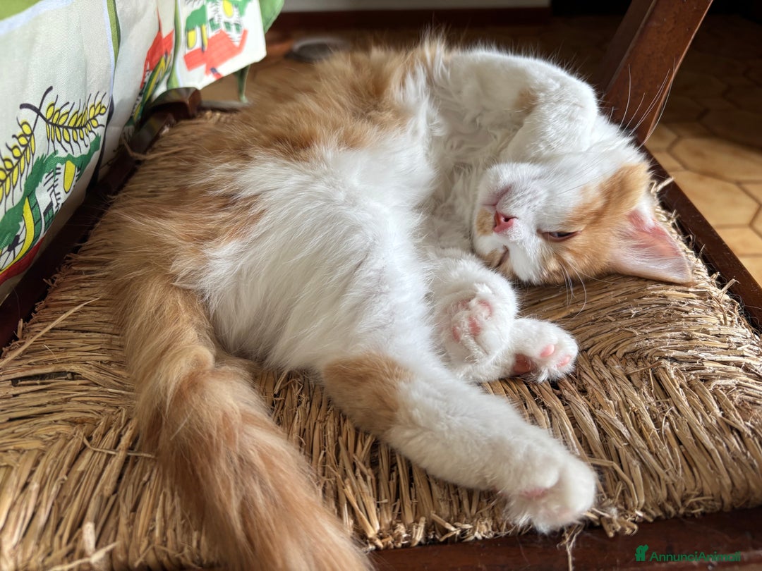 Siberiano gatti in vendita: Tre cucciole di gatto siberiano ipoallergenico - Immagine 9