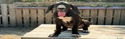 Alano cani in vendita: il tuo Alano Ora - paghi con comodo! - Annuncio 2