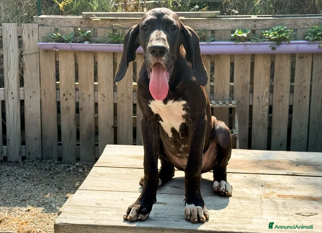 Alano cani in vendita: il tuo Alano Ora - paghi con comodo! - Annuncio 2