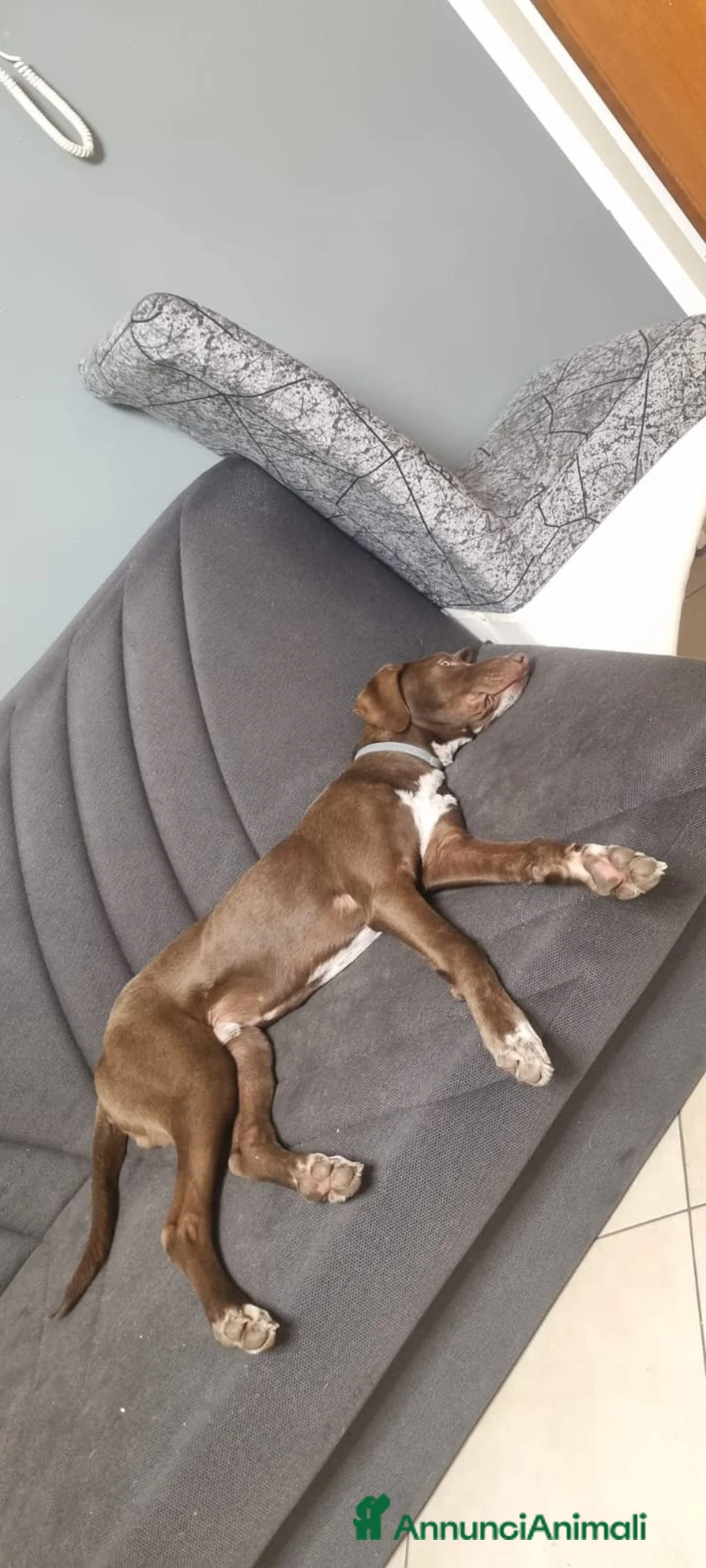 Meticcio cani in regalo: Cucciolo portato in rifugio a 9 mesi... - Annuncio 5