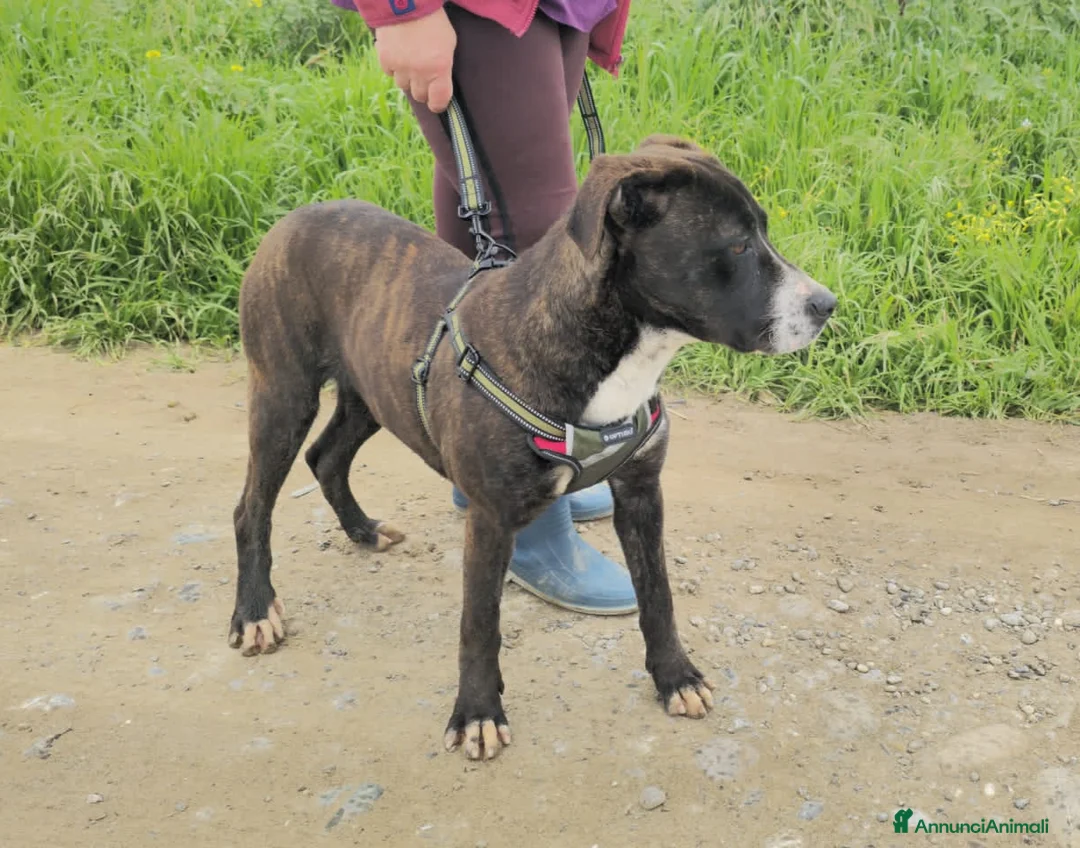Meticcio cani in regalo: GEMMA  - Annuncio 1