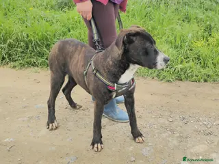 Meticcio cani GEMMA - Annuncio 30