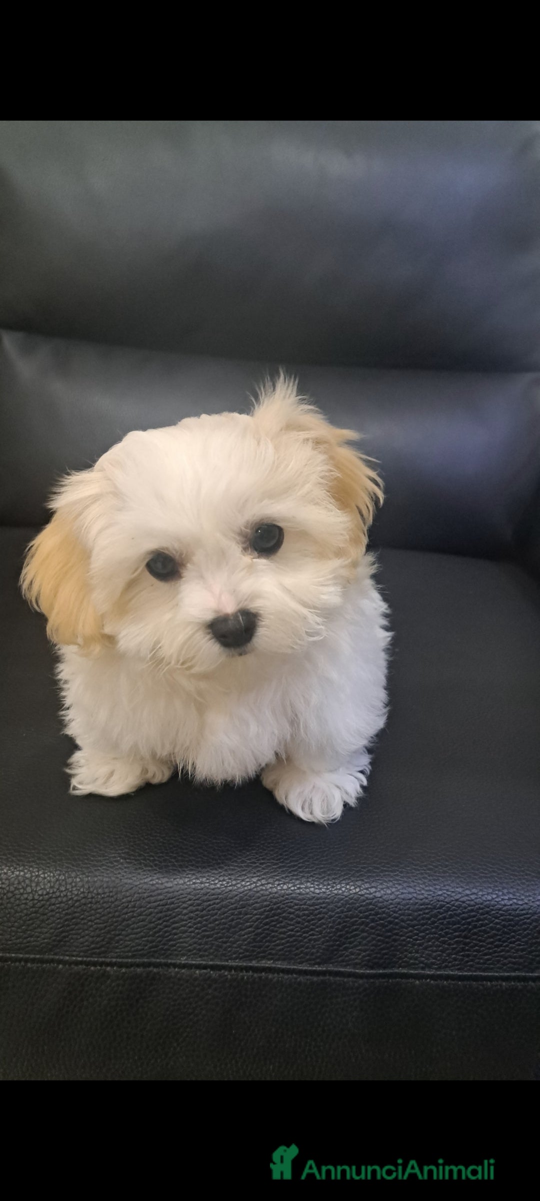 Bichon cani in vendita: Cucciolo Bichon Roma Ciampino  - Annuncio 3