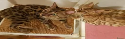 Bengala gatti in vendita: Gattini Bengala pedigree Afsi 4 mesi snow s.brown  - Annuncio 11
