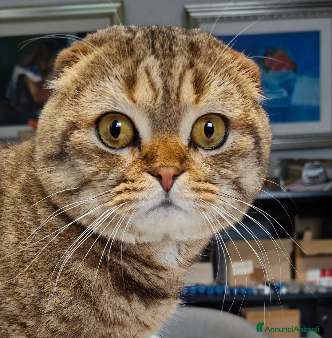 Scottish gatti per accoppiamento: Lupin cerca amante a Provincia di Padova - Annuncio 1