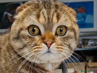 Scottish gatti Lupin cerca amante - Annuncio 1