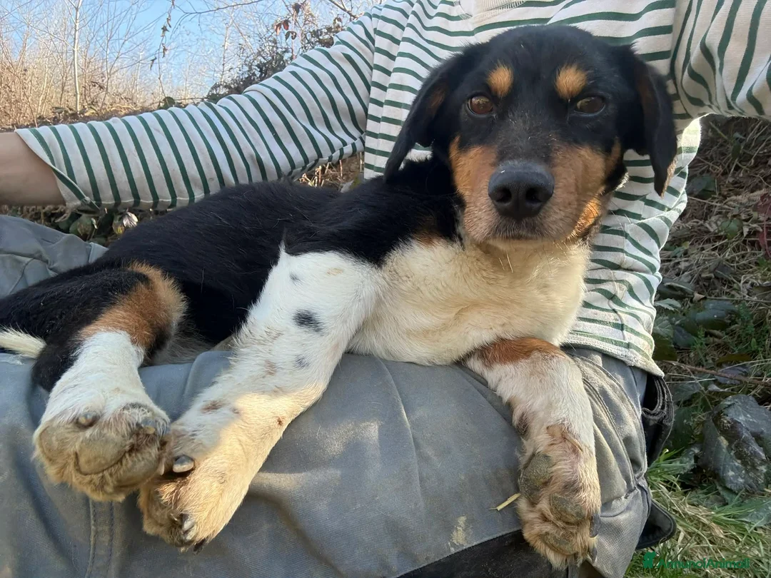 Meticcio cani in regalo: CHAPLIN, super coccolone TG PICCOLA! - Annuncio 2