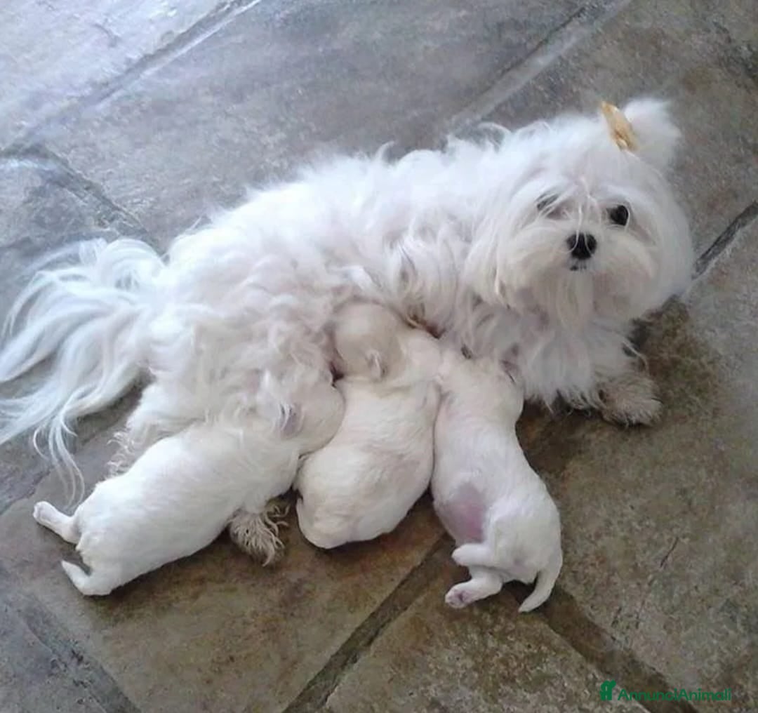 Maltese cani Cucciolo Maltese - Annuncio 2