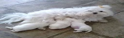 Maltese cani in vendita: Cucciolo Maltese - Annuncio 1
