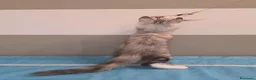 Maine Coon gatti in vendita: Cucciolata F Dolci Fusa - Annuncio 5