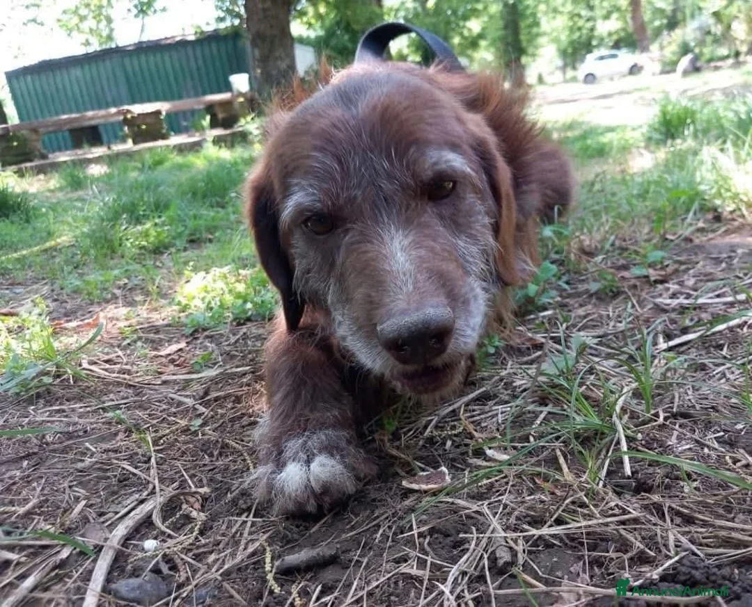 Meticcio cani in regalo: BACIO, 12 chili, dolce come un BACIO  - Annuncio 8