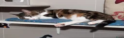 Europeo gatti in regalo: Affettuoso gattino da adottare, MICKY ! - Annuncio 4