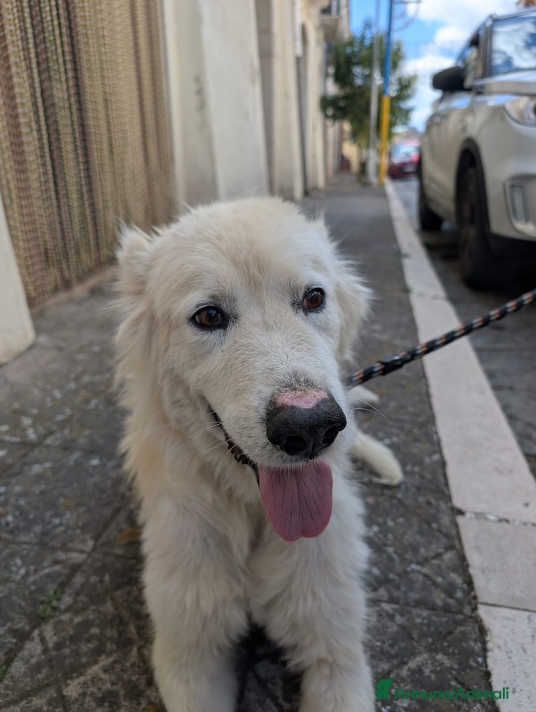 Meticcio cani in regalo: FABIANA MIX MAREMMANO - Annuncio 28