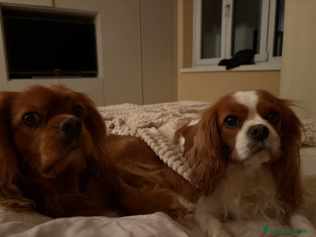 Cavalier King cani in vendita: Vendo cucciolo Blenheim - Annuncio 11