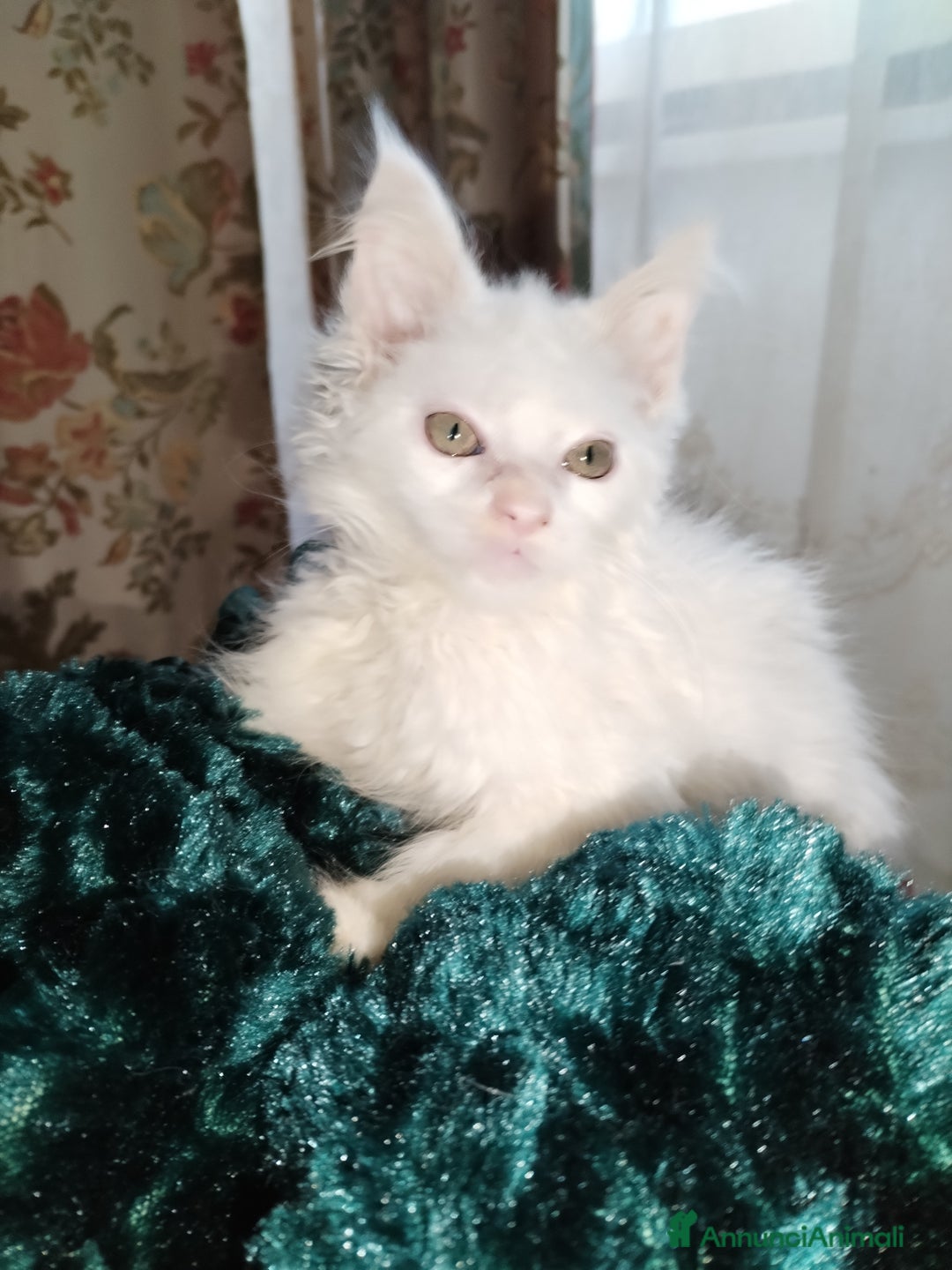 Maine Coon gatti in vendita: Maine coon  - Annuncio 2