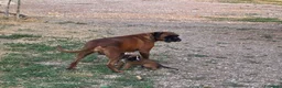Boxer cani in vendita: cuccioli boxer alta genealogia dimostrabile. - Annuncio 4