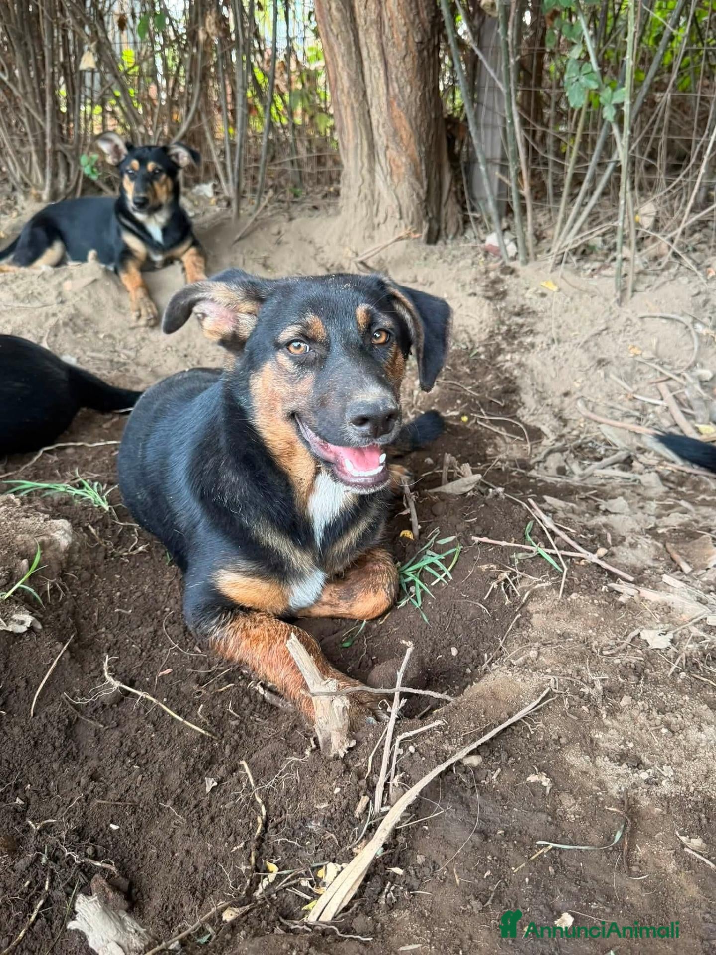 Meticcio cani Bacon cerca amore - Annuncio 1