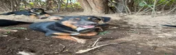 Meticcio cani in regalo: Bacon cerca amore - Annuncio 1