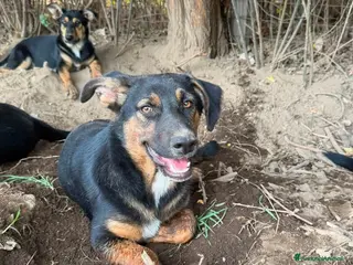 Meticcio cani Bacon cerca amore - Annuncio 1