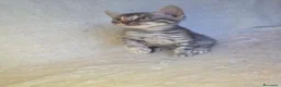 Bengala gatti in vendita: Cuccioli gatto bengala  - Annuncio 26