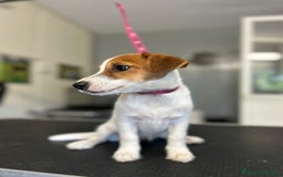 Jack Russell cani in vendita: Femmina di jack Russell pelo broken  a Città metropolitana di Milano - Immagine 2