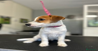 Jack Russell cani a Città metropolitana di Milano - Annuncio 13