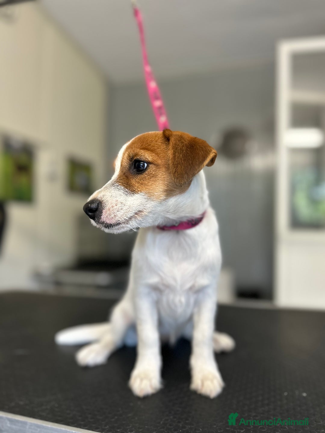 Jack Russell cani in vendita: Femmina di jack Russell pelo broken  a Città metropolitana di Milano - Immagine 2