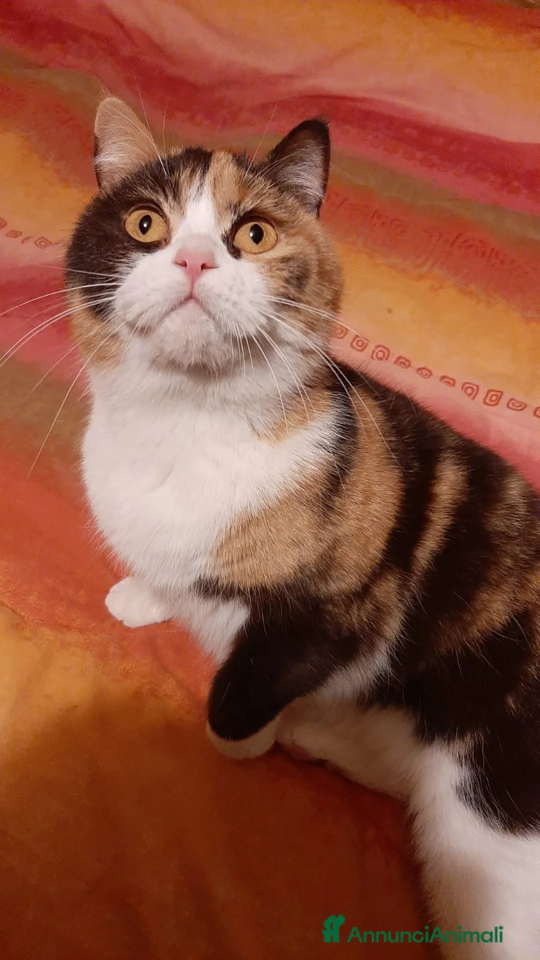 British gatti in vendita: British Shorthair - Annuncio 1