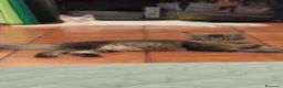 Maine Coon gatti in vendita: Maine Coon - Annuncio 4