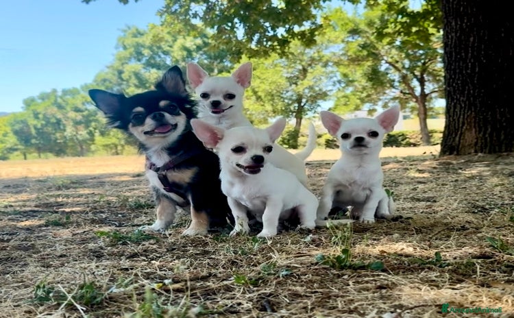 Chihuahua cani a Città metropolitana di Roma Capitale - Annuncio 17