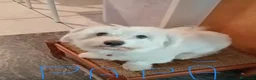 Maltese cani in vendita: 2 cuccioli di Maltese  - Annuncio 3