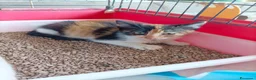 Meticcio gatti in regalo: Occhi belli! - Annuncio 3