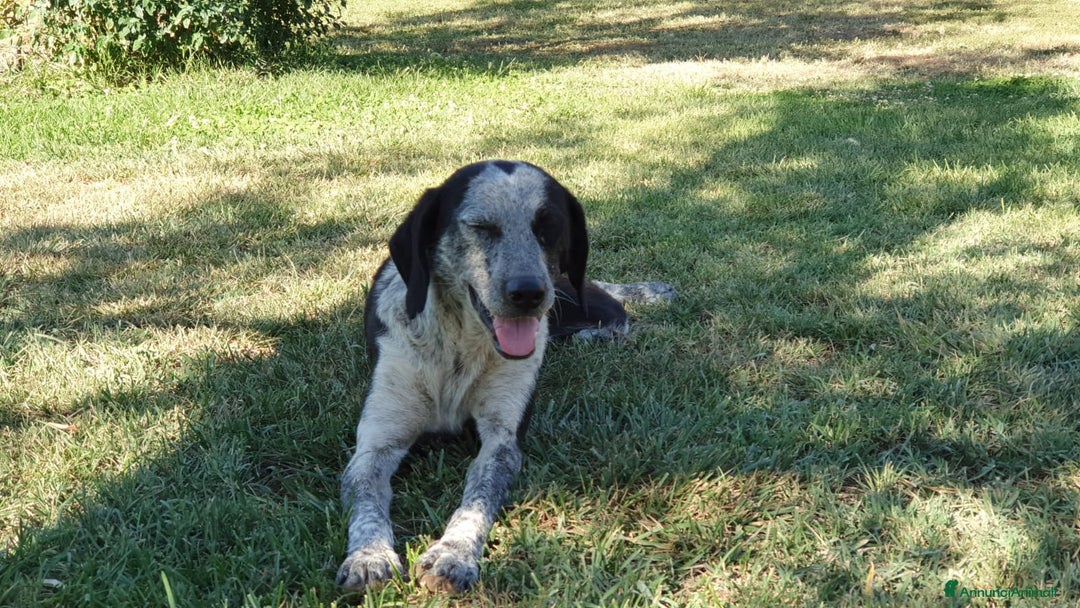Segugio cani in regalo: VIRGINIA, una timida cagnolina  a Pomezia - Annuncio 20